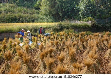 Trung Khanh, Cao Bang province, Vietnam - September 23, 2016 : terraced rice fields in Trung Khanh, Cao Bang province in Vietnam. Ripe rice in the high mountain. Farmers are harvesting ripe rice