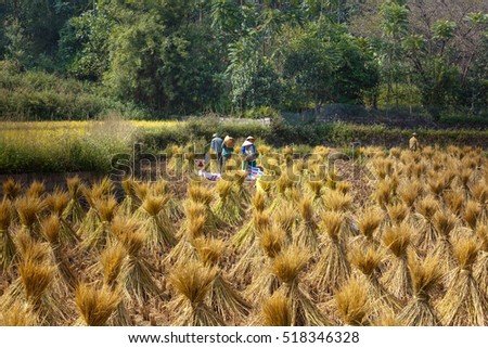 Trung Khanh, Cao Bang province, Vietnam - September 23, 2016 : terraced rice fields in Trung Khanh, Cao Bang province in Vietnam. Ripe rice in the high mountain. Farmers are harvesting ripe rice