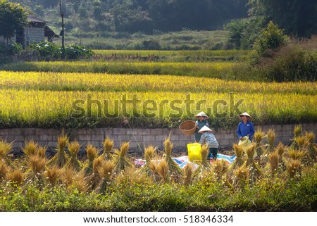 Trung Khanh, Cao Bang province, Vietnam - September 23, 2016 : terraced rice fields in Trung Khanh, Cao Bang province in Vietnam. Ripe rice in the high mountain. Farmers are harvesting ripe rice