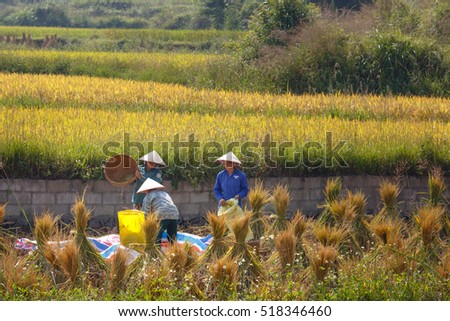 Trung Khanh, Cao Bang province, Vietnam - September 23, 2016 : terraced rice fields in Trung Khanh, Cao Bang province in Vietnam. Ripe rice in the high mountain. Farmers are harvesting ripe rice