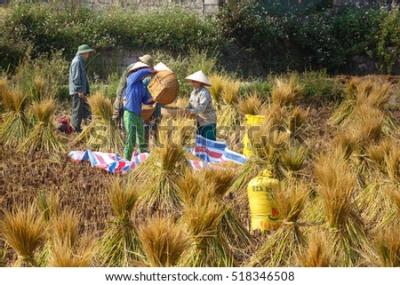 Trung Khanh, Cao Bang province, Vietnam - September 23, 2016 : terraced rice fields in Trung Khanh, Cao Bang province in Vietnam. Ripe rice in the high mountain. Farmers are harvesting ripe rice