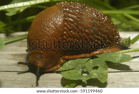 stock-photo-fat-slug-crawling-on-aged-wood-spanish-slug-arion-vulgaris-invasion-in-garden-invasive-slug-591199460.jpg