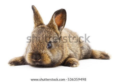 rabbit reviews Bisexual