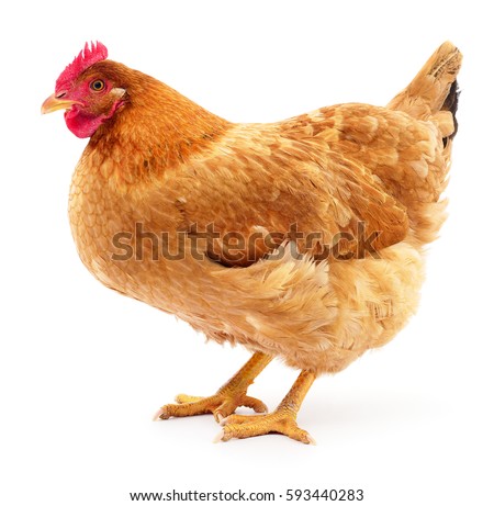 stock photo brown hen isolated on white studio shot 593440283