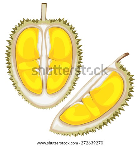illustration. durian on white background.
