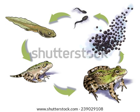 Metamorphosis Stock Images, Royalty-Free Images & Vectors | Shutterstock