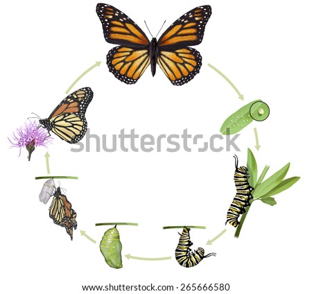 Butterfly Life Cycle Stock Images Royalty Free Vectors Digital Illustration