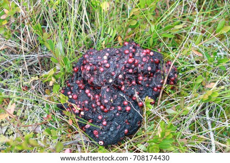 Bear Feces Lingonberry Stock Photo 708174430 - Shutterstock