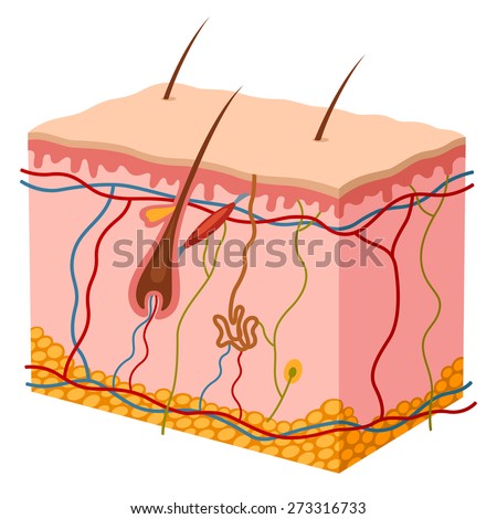 skin pores stock images royalty free images vectors skin pores stock images royalty free images vectors skin pores stock images royalty free images vectors skin pores stock images royalty free images vectors