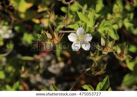 Geraniales Stock Photos, RoyaltyFree Images \u0026 Vectors  Shutterstock