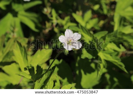 Cranesbill Stock Photos, RoyaltyFree Images \u0026 Vectors Shutterstock Cranesbill Stock Photos, RoyaltyFree Images \u0026 Vectors Shutterstock
