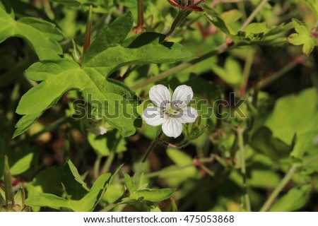Cranesbill Stock Photos, RoyaltyFree Images \u0026 Vectors Shutterstock Cranesbill Stock Photos, RoyaltyFree Images \u0026 Vectors Shutterstock
