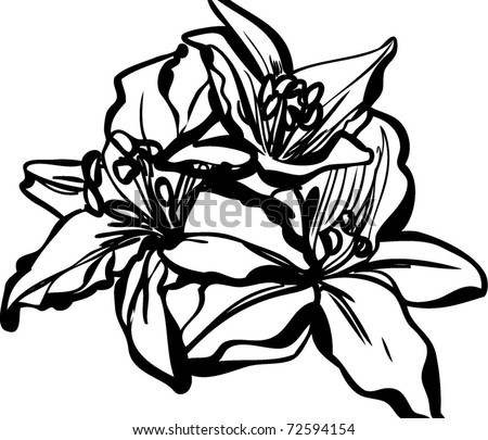Sketch Lily Flowers Stock Vector 74665495 - Shutterstock