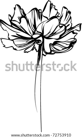 Image Result For Houseplant Orchid Image Result For Houseplant Orchid