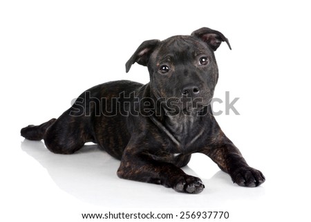 Black Puppy Staffordshire Bull Terrier Lying Stock Photo 256937770 ...