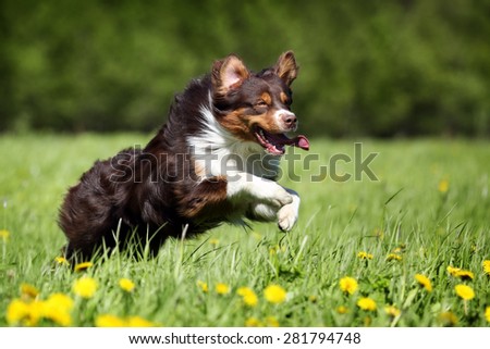 running with australian shepherd puppy australian shepherd stock images royalty free images u0026 vectors running with australian shepherd puppy australian shepherd stock images royalty free images u0026 vectors