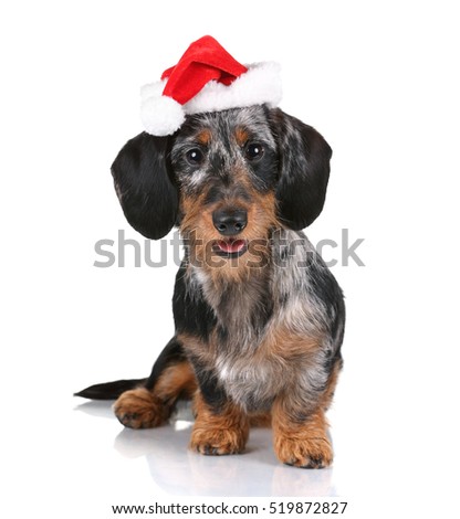Dachshund Stock Photos, Royalty-Free Images & Vectors - Shutterstock