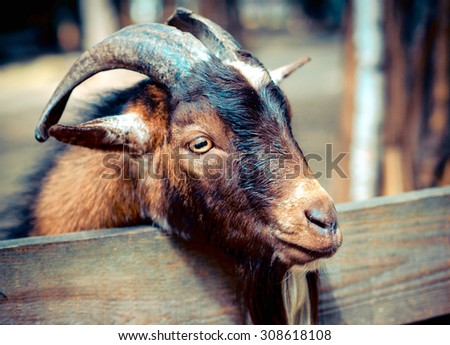 Cloven-hoofed Animal Stock Images, Royalty-Free Images & Vectors