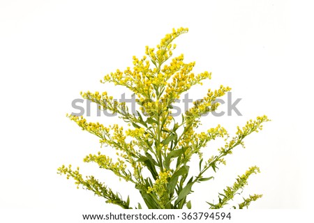 Goldenrod Stock Illustration 222336346 - Shutterstock