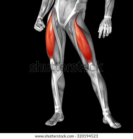 Upper Leg Tendon Anatomy : Muscles of the Thigh Part 2 - Medial