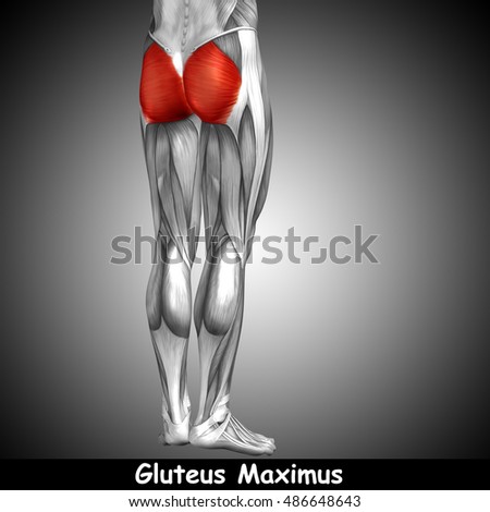 Gluteus Maximus Stock Images, Royalty-Free Images & Vectors | Shutterstock