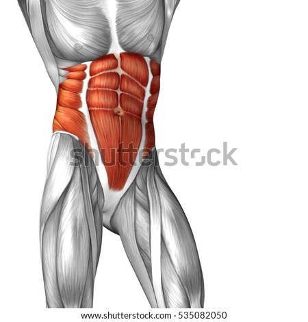 Muscle Anatomy Stock Images, Royalty-Free Images & Vectors | Shutterstock