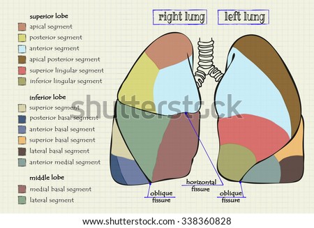 Diagram Standard Poultry Cuts Stock Vector 126321482 - Shutterstock