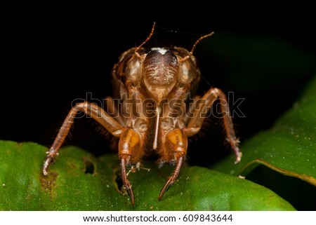 A mature adult insect Sexy upskirt amateurs
