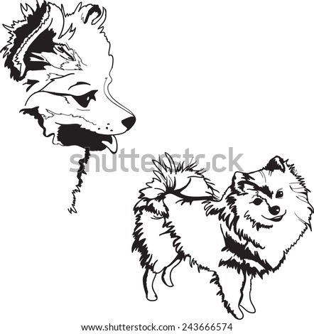 Download Pomeranian Spitz Stock Images, Royalty-Free Images & Vectors | Shutterstock