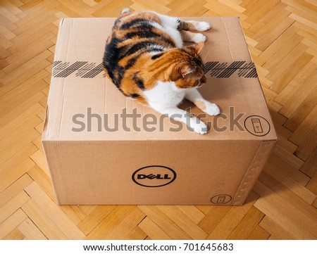 PARIS, FRANCE - AUG6: Cat inspecting new Dell Computer workstation cardboard box delivered by courier and left by the door