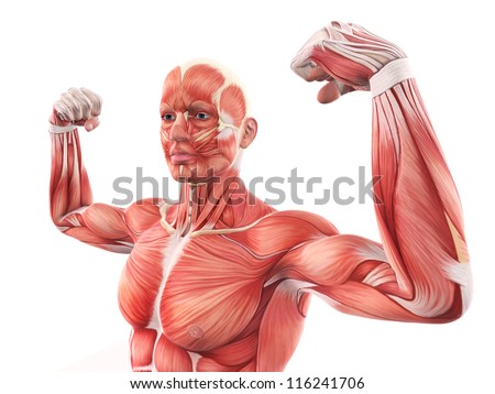 [Image: stock-photo-illustration-of-human-muscle...241706.jpg]