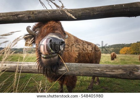 Funny shot of American bison licking his own nose