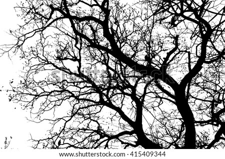 Black Walnut Trees Without Leaves 113