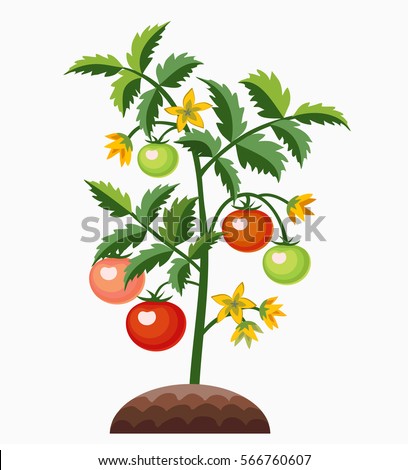 Tomato Plant Stock Images, Royalty-Free Images & Vectors | Shutterstock