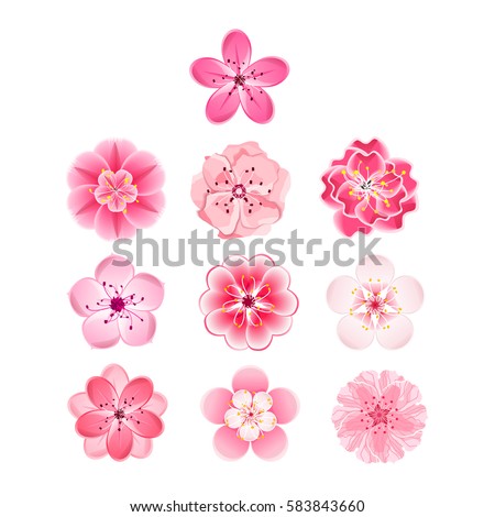 Isolated flowers of sakura set. Cartoon pink and white blossoms of Japanese cherry tree. Vector clip art illustration.