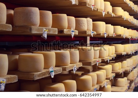 Cheese factory production shelves with aging cheese