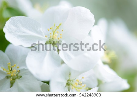 White Apple Flowers. Beautiful flowering apple trees. Background with blooming flowers in spring day.