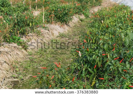 Close-up view of fresh ripe red chili peppers on tree at an organic chili farm in Thai Binh, Viet Nam. Agricultural composition. Harvest concept. Great for organic food publication.