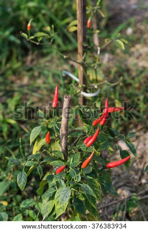 Close-up view of fresh ripe red chili peppers on tree at an organic chili farm in Thai Binh, Viet Nam. Agricultural composition. Harvest concept. Great for organic food publication.