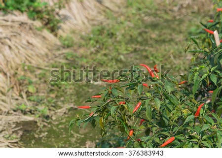 Close-up view of fresh ripe red chili peppers on tree at an organic chili farm in Thai Binh, Viet Nam. Agricultural composition. Harvest concept. Great for organic food publication.