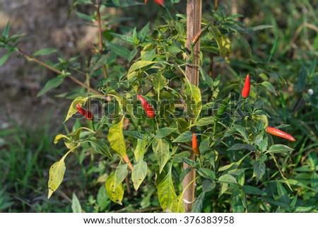 Close-up view of fresh ripe red chili peppers on tree at an organic chili farm in Thai Binh, Viet Nam. Agricultural composition. Harvest concept. Great for organic food publication.
