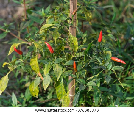 Close-up view of fresh ripe red chili peppers on tree at an organic chili farm in Thai Binh, Viet Nam. Agricultural composition. Harvest concept. Great for organic food publication.