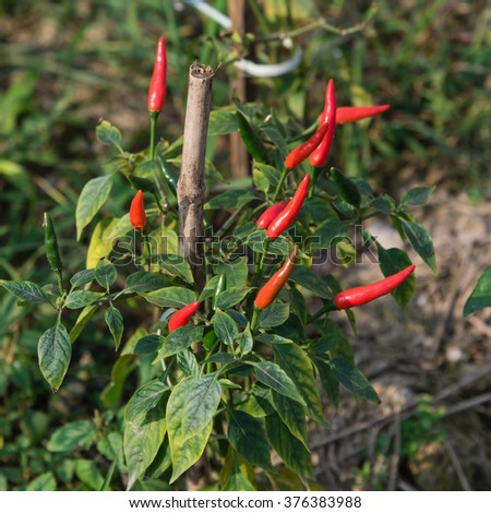 Close-up view of fresh ripe red chili peppers on tree at an organic chili farm in Thai Binh, Viet Nam. Agricultural composition. Harvest concept. Great for organic food publication.