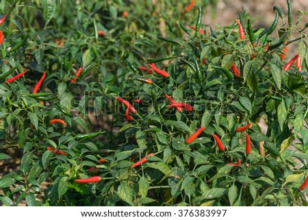 Close-up view of fresh ripe red chili peppers on tree at an organic chili farm in Thai Binh, Viet Nam. Agricultural composition. Harvest concept. Great for organic food publication.