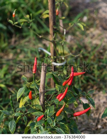 Close-up view of fresh ripe red chili peppers on tree at an organic chili farm in Thai Binh, Viet Nam. Agricultural composition. Harvest concept. Great for organic food publication.
