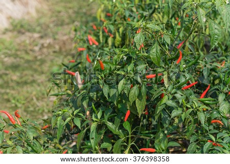 Close-up view of fresh ripe red chili peppers on tree at an organic chili farm in Thai Binh, Viet Nam. Agricultural composition. Harvest concept. Great for organic food publication.