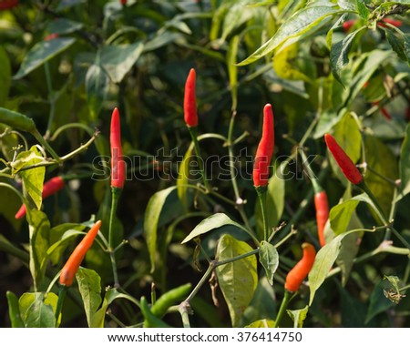 Close-up view of fresh ripe red chili peppers on tree at an organic chili farm in Thai Binh, Viet Nam. Agricultural composition. Harvest concept. Great for organic food publication.