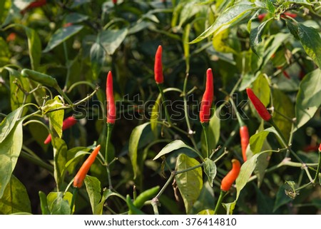 Close-up view of fresh ripe red chili peppers on tree at an organic chili farm in Thai Binh, Viet Nam. Agricultural composition. Harvest concept. Great for organic food publication.