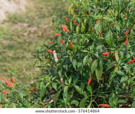 Close-up view of fresh ripe red chili peppers on tree at an organic chili farm in Thai Binh, Viet Nam. Agricultural composition. Harvest concept. Great for organic food publication.