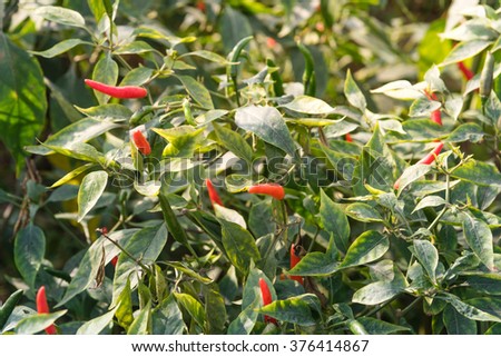 Close-up view of fresh ripe red chili peppers on tree at an organic chili farm in Thai Binh, Viet Nam. Agricultural composition. Harvest concept. Great for organic food publication.